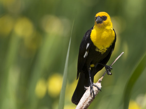 Yellow Headed Blackbird - Icteridae Xanthocephalus xanthocephalus