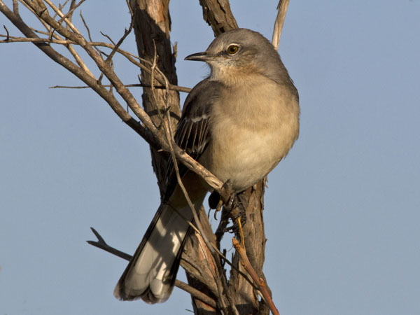 Northern Mockingbird - Mimidae Mimus polyglottus