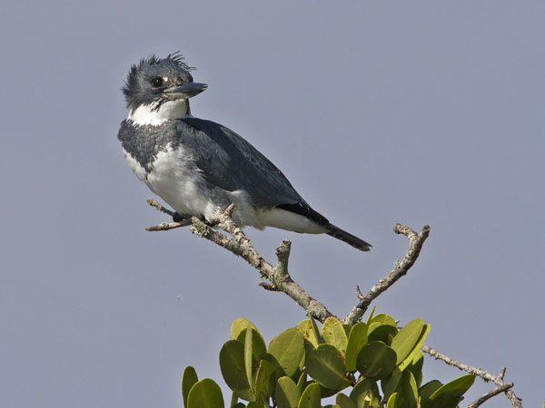 Belted Kingfisher - Alcedinidae Ceryle alcyon