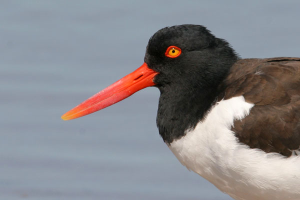 Oystercatcher - Haematopodidae Haematopus palliatus