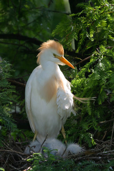 Cattle Egret - Ardeidae Bubulcus ibis