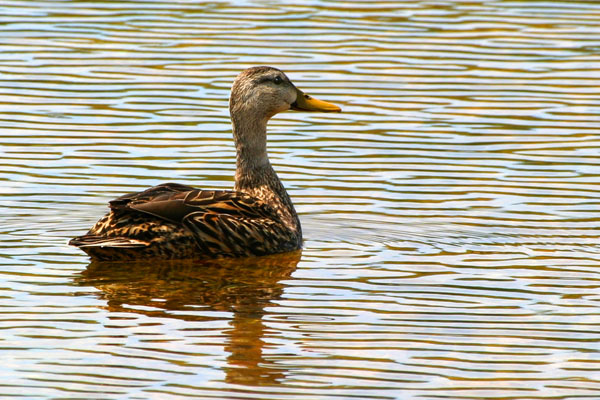 Mottled Duck - Anatidae Anas fulvigula