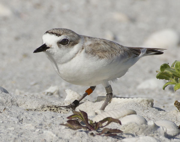 Snowy Plover - Charadriidae Charadrius alecandrinus