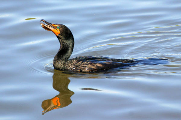 Double Crested Cormorant - Phalacrocoracidae Phalacrocorax auritus