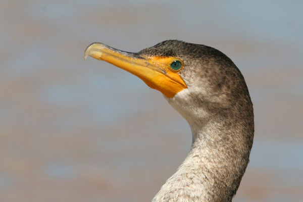 Double Crested Cormorant - Phalacrocoracidae Phalacrocorax auritus