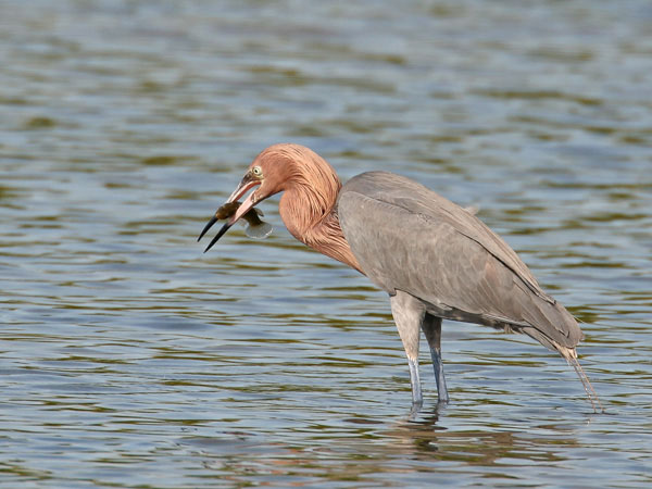 Reddish Egret - Ardeidae Egretta rufescens