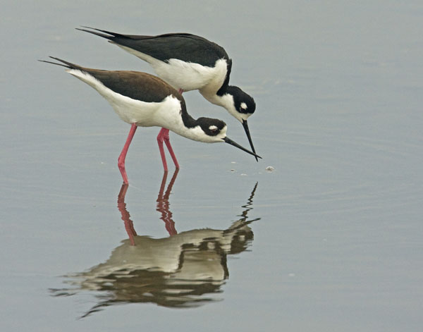 Black-Necked Stilt - Recurvirostridae Himantopus mexicanus