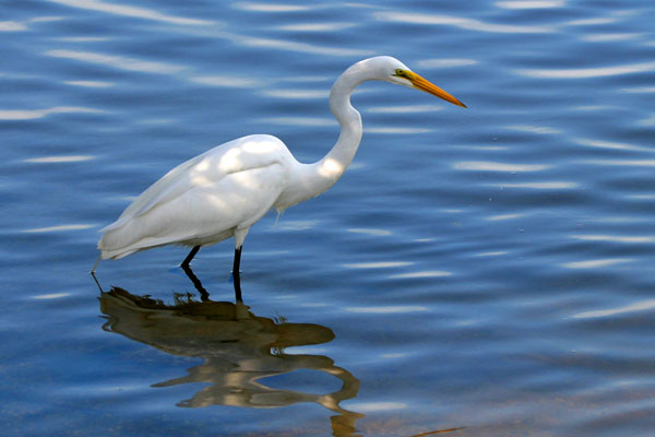 Great Egret - Ardeidae Ardea alba