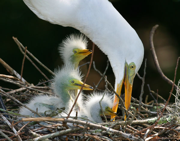 Great Egret - Ardeidae Ardea alba