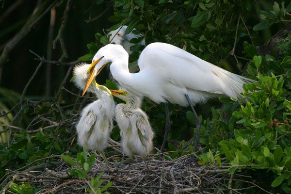 Great Egret - Ardeidae Ardea alba