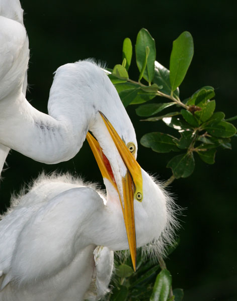 Great Egret - Ardeidae Ardea alba