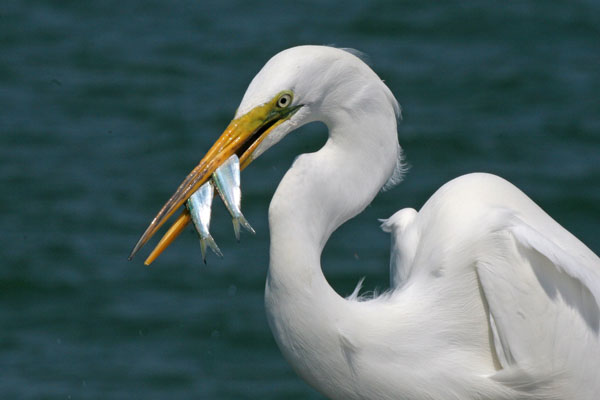 Great Egret - Ardeidae Ardea alba