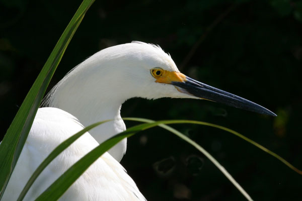 Snowy Egret - Ardeidae Egretta thula