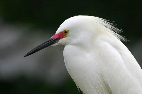 Snowy Egret - Ardeidae Egretta thula