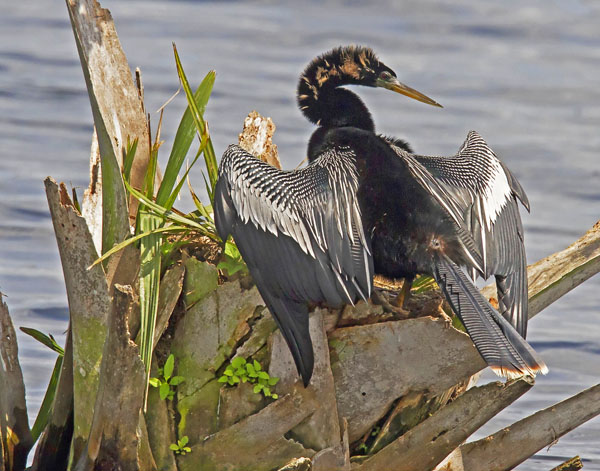 Anhinga - Anhingidae Anhinga anhinga