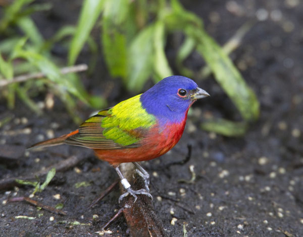 Painted Bunting - Fringillidae Passerina ciris