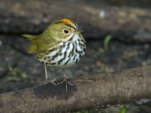 Ovenbird - Parulidae Seiurus aurocapillus