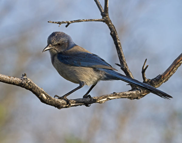 Scrub Jay - Corvidae Aphelocoma coeruledscens