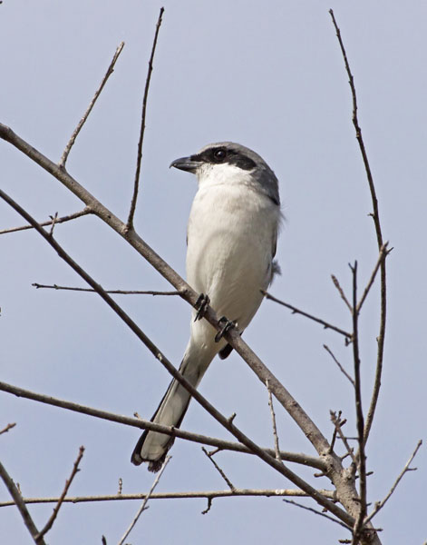 Loggerhead Shrike - Laniidae Lanius ludovicianus