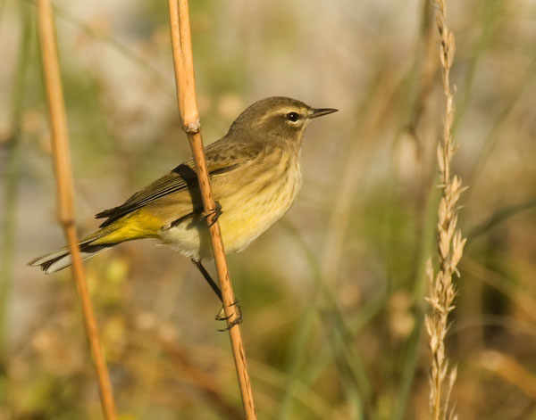 Palm Warbler - Parulidae Dendroica palmarum