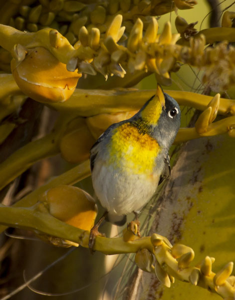 Northern Parula - Parulidae Dendroica palmarum