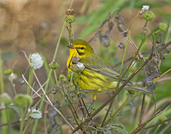 Prairie Warbler - Parulidae Dendroica discolor