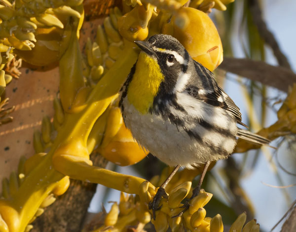 Yellow-Throated Warbler - Parulidae Dendroica dominica