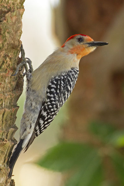 Red Bellied Woodpecker - Picidae Melanerpes carolinus