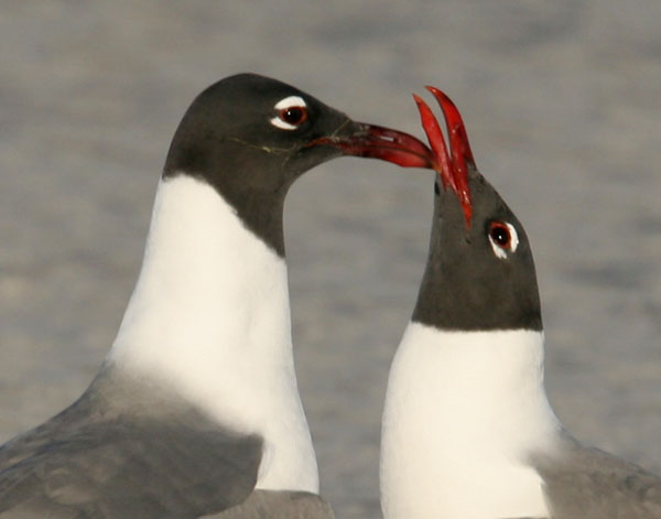 Laughing Gull - Laridae Larus atricilla