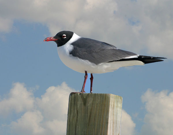 Laughing Gull - Laridae Larus atricilla