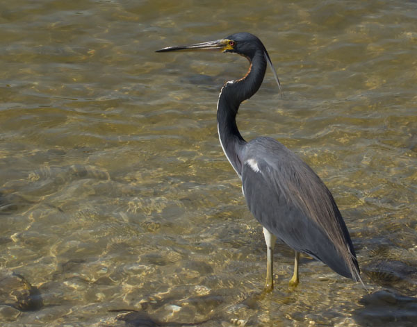 Tricolored Heron - Ardeidae Egretta tricolor