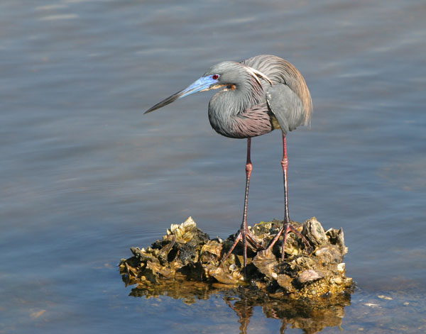 Tricolored Heron - Ardeidae Egretta tricolor