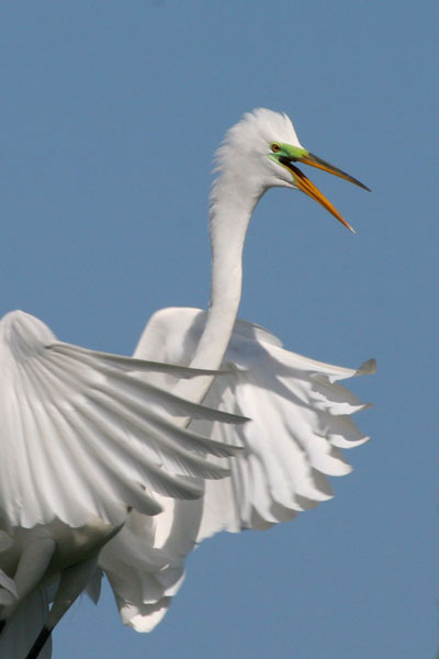 Great Egret - Ardeidae Ardea alba