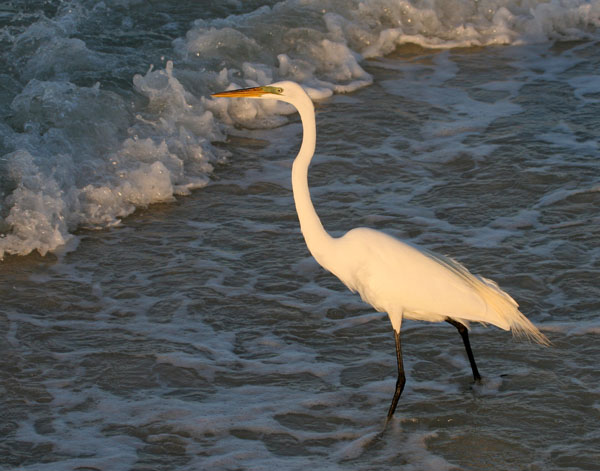 Great Egret - Ardeidae Ardea alba