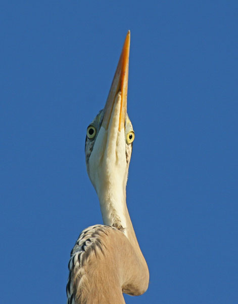 Great Blue Heron - Ardeidae Ardea herodius