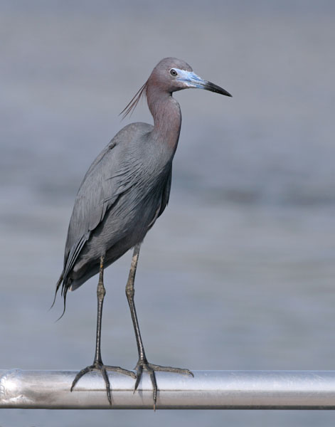 Little Blue Heron - Ardeidae Egretta caerulea