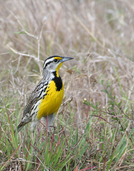 Eastern Meadowlark - Icteridae Sturnella magna