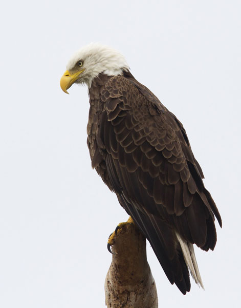 Bald Eagle - Accipitridae Haliaeetus leucocephalus