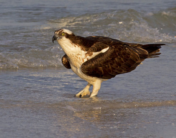 Osprey - Pandionidae Pandion haliaetus