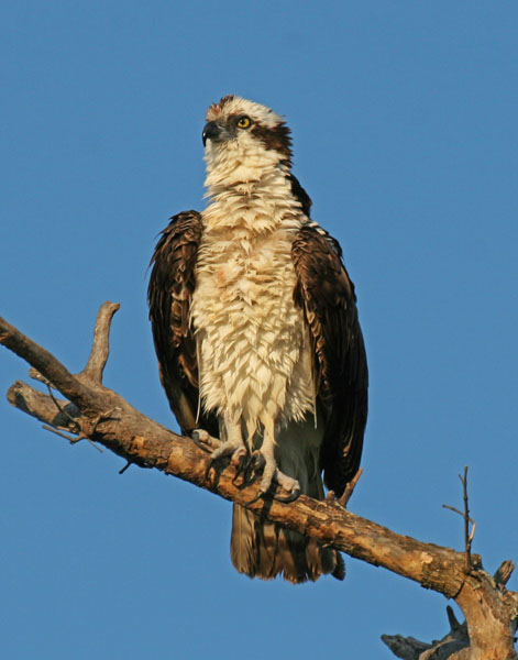 Osprey - Pandionidae Pandion haliaetus