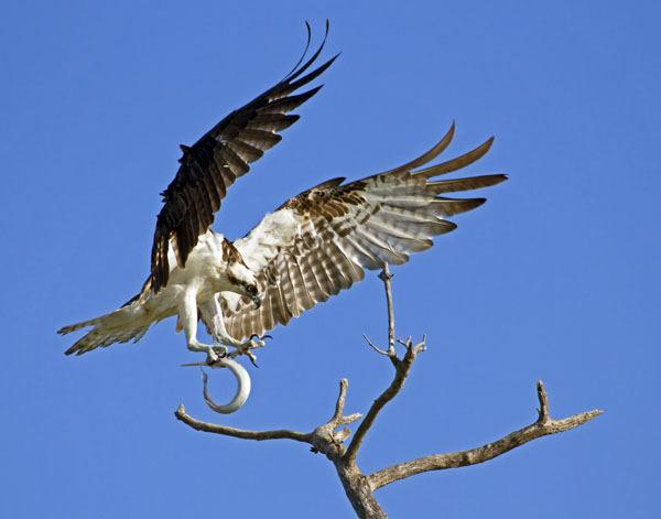 Osprey - Pandionidae Pandion haliaetus