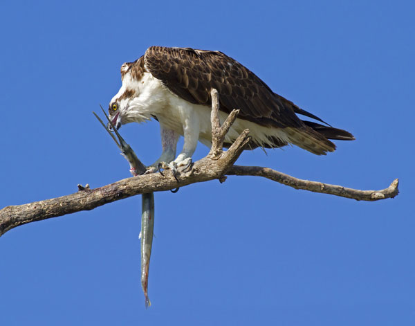 Osprey - Pandionidae Pandion haliaetus