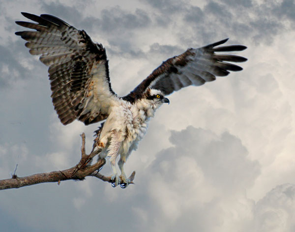 Osprey - Pandionidae Pandion haliaetus