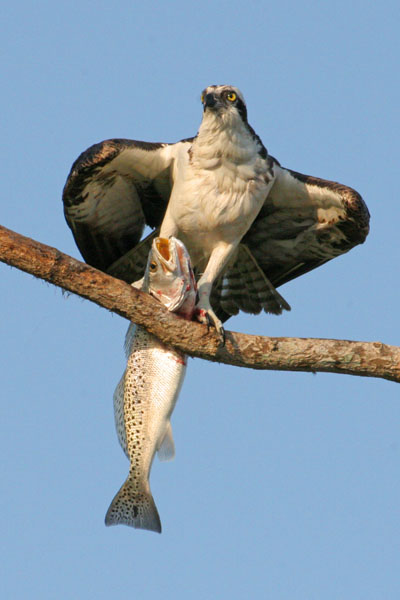 Osprey - Pandionidae Pandion haliaetus