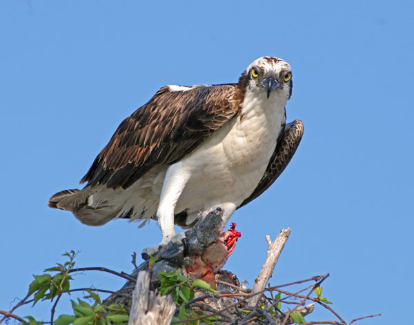 Osprey - Pandionidae Pandion haliaetus