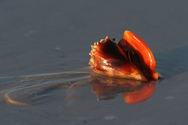 Conch Shell