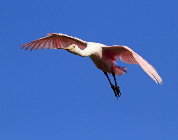 Roseate Spoonbill - Threskiornithidae Ajaia ajaja