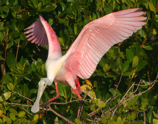 Roseate Spoonbill - Threskiornithidae Ajaia ajaja