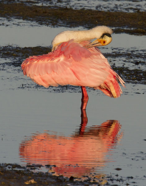 Roseate Spoonbill - Threskiornithidae Ajaia ajaja