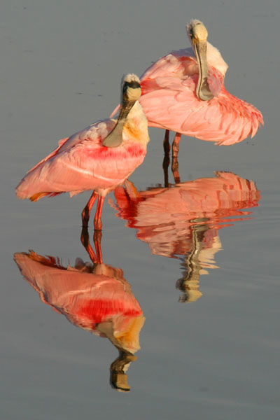 Roseate Spoonbill - Threskiornithidae Ajaia ajaja